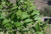 netleaf hackberry (Celtis reticulata) 
